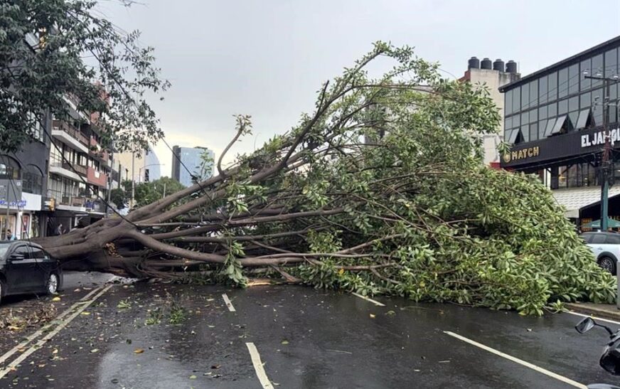 Lluvias reblandecen el suelo en CDMX: árboles caen sobre autos y peatones
