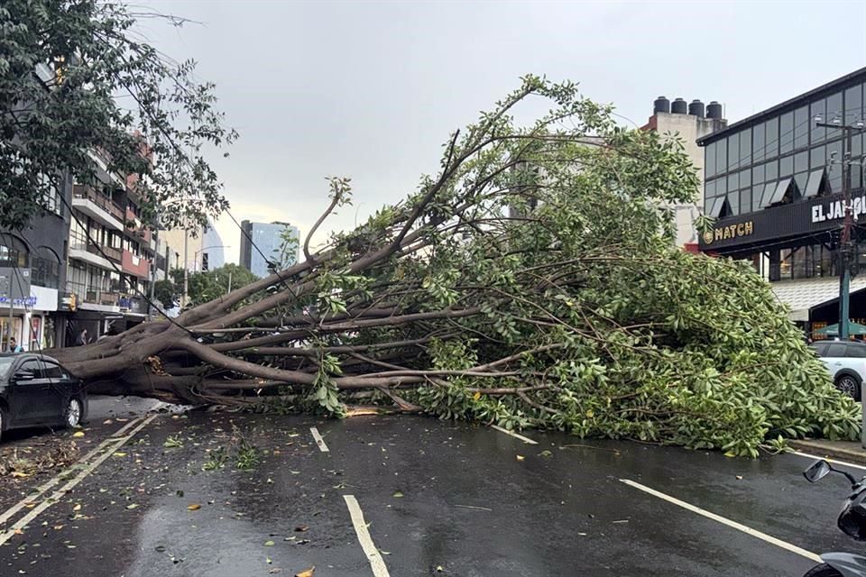 Lluvias reblandecen el suelo en CDMX: árboles caen sobre autos y peatones