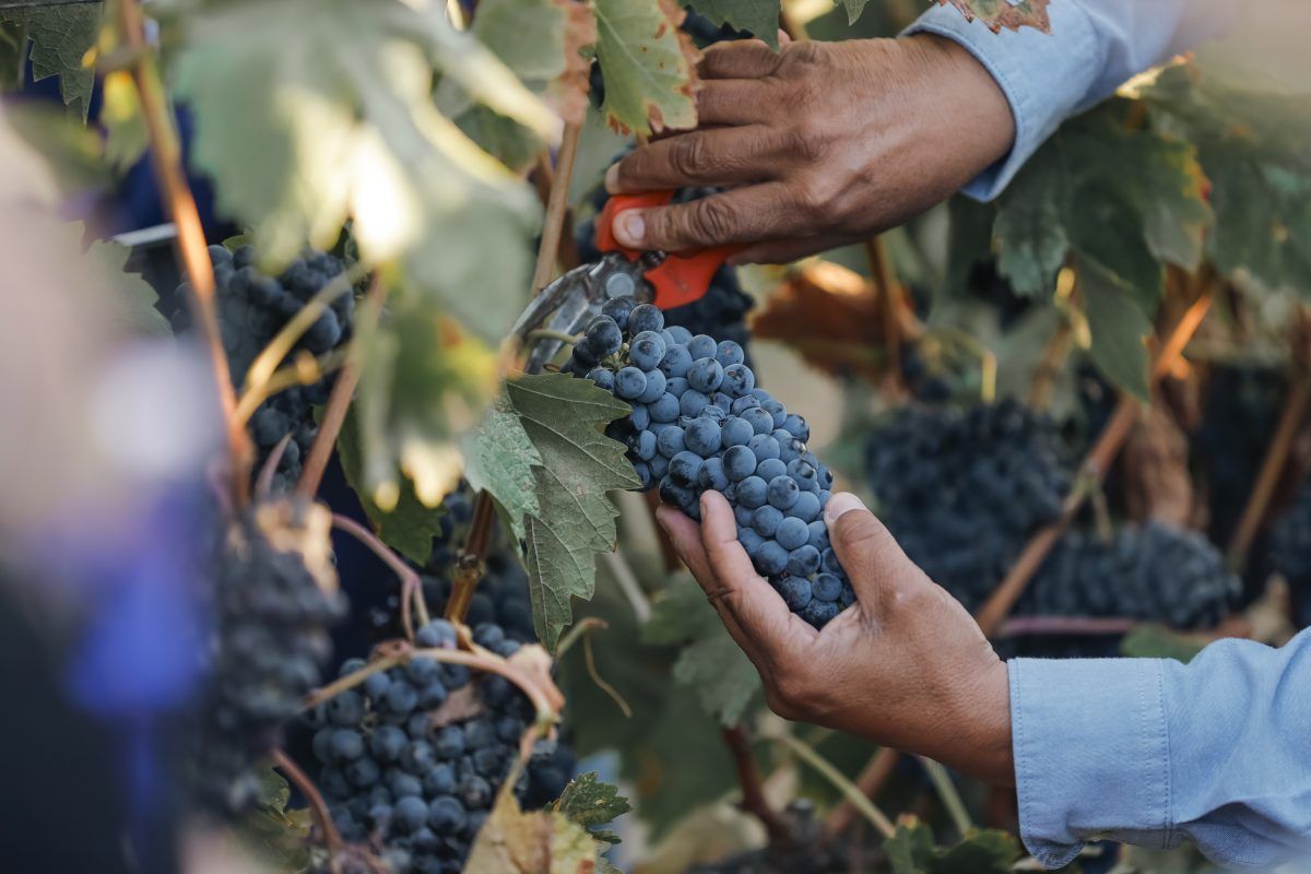 Radiografía del Turismo 2025 de El Cielo: su impacto económico en Valle de Guadalupe