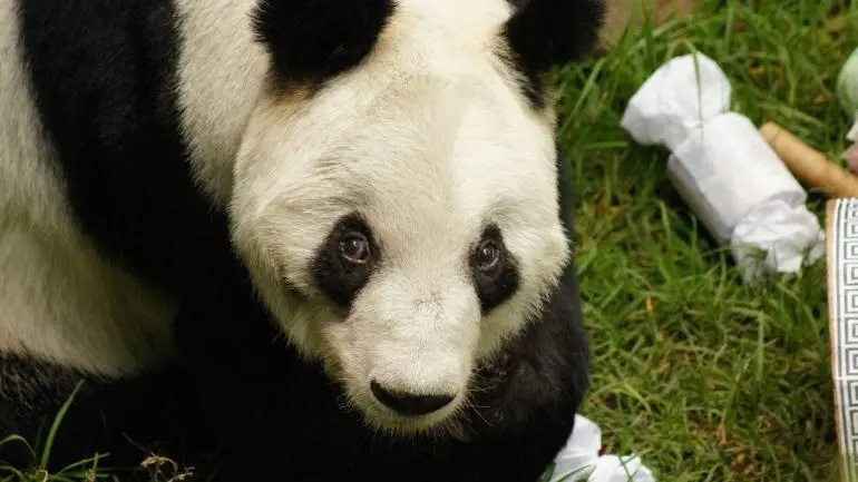 CDMX celebra los 35 años de Xin Xin, la única panda gigante de Latinoamérica