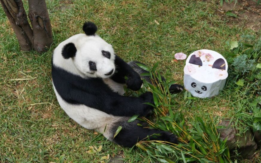 La historia de Xin Xin, la panda que vive en la CDMX y que acaba de cumplir 35 años