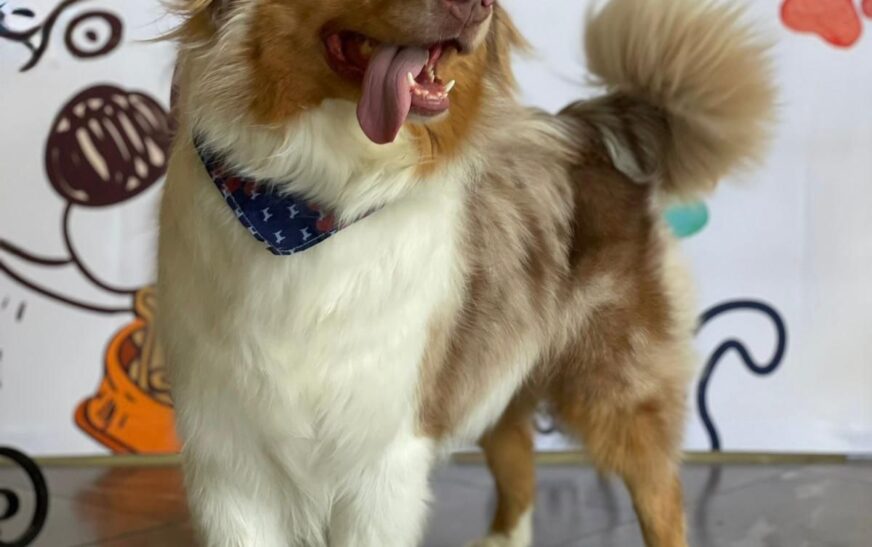 Cuidar a los perros senior: una misión de amor y bienestar