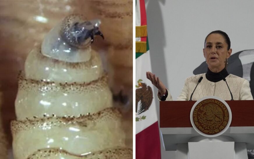 México busca reabrir frontera al ganado; Sheinbaum dice que cierre fue desproporcionado