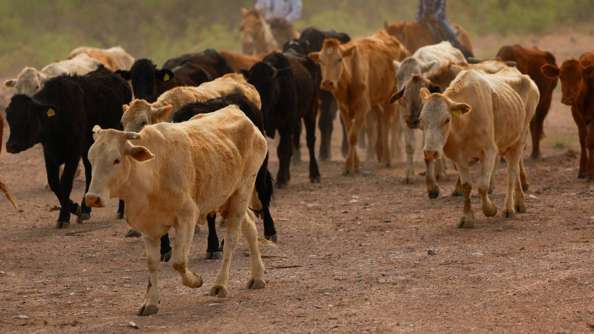 EE. UU. cierra otra vez frontera a ganado mexicano por nuevo caso de brote de gusano barrenador