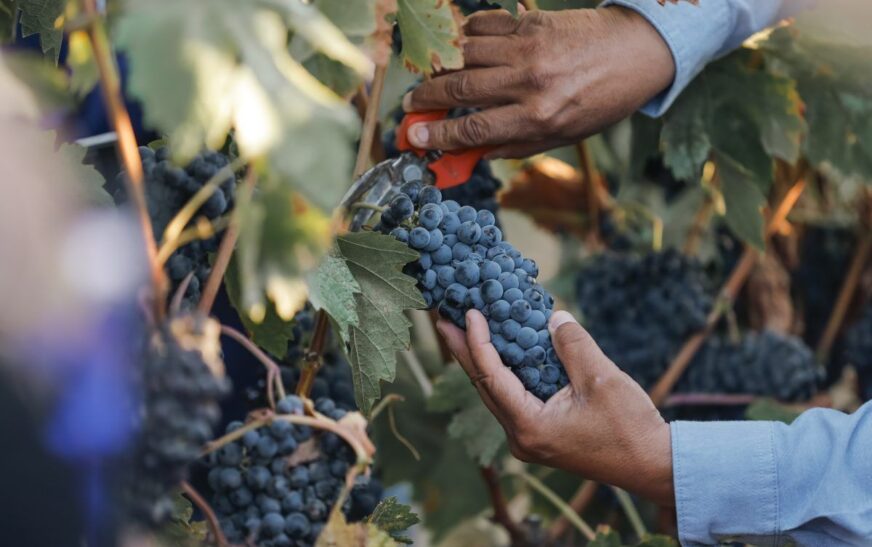 El Cielo Resort permite conectar con lo mejor del Valle de Guadalupe