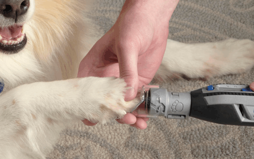 Bosch: la tecnología puede prevenir el dolor de las mascotas