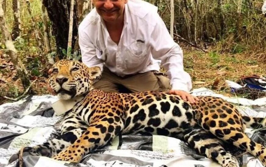 El jaguar mexicano: un símbolo de éxito en conservación del Dr. Gerardo Ceballos