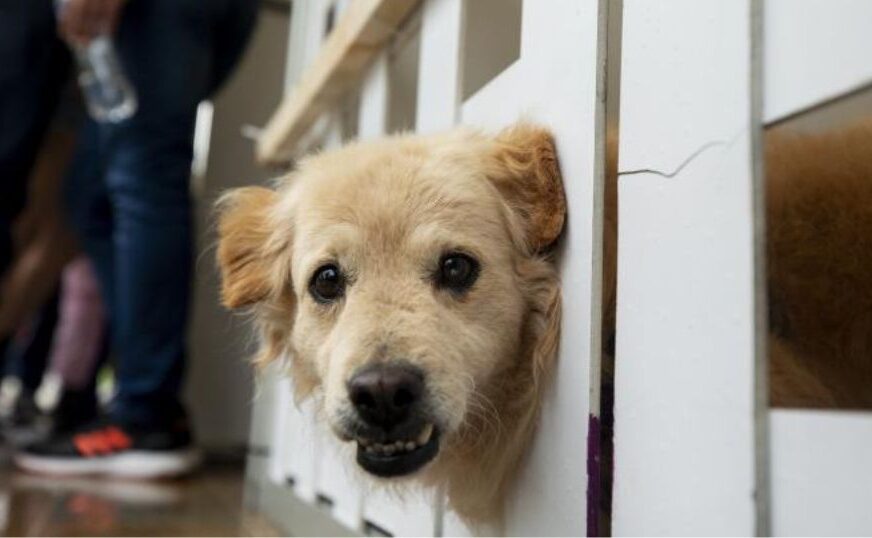 26 de agosto Día del Perro: cuidemos su salud en cada etapa de la vida