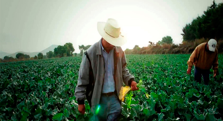 “Estamos frente a una catástrofe alimentaria”: trabajadores agrícolas afirman que Trump utilizará al maíz como arma de presión