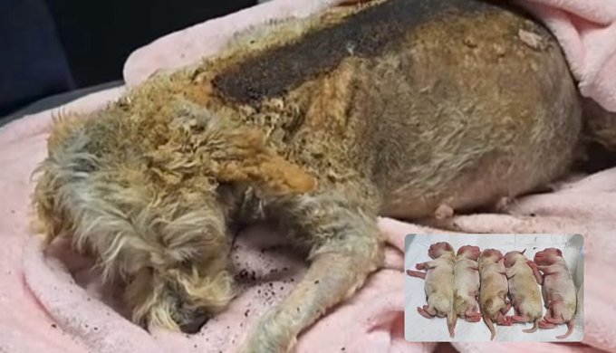 Rescatan a animalitos heridos tras explosión en Puente La Concordia; perrita embarazada lucha por sobrevivir
