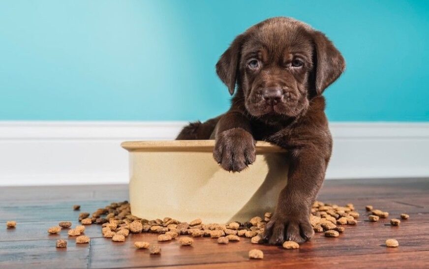 Un estudio muestra beneficios medioambientales de la comida a base de plantas para perros en el Reino Unido