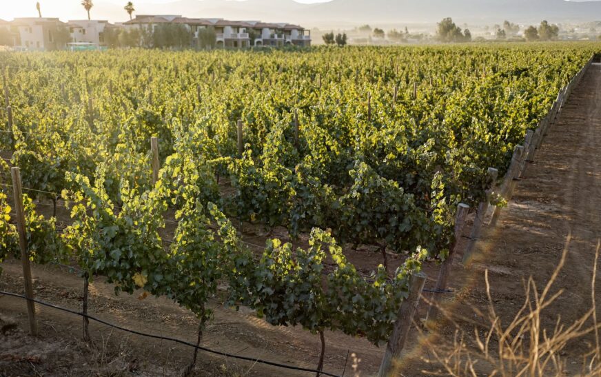 El Cielo Resort marca tendencia en la expansión vitivinícola y turística del Valle de Guadalupe