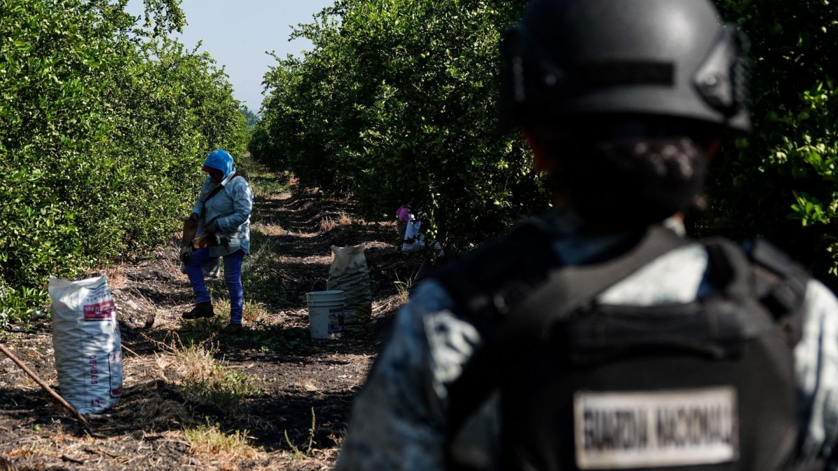 Harfuch confirma detención de Rigoberto “N”, extorsionador de limoneros en Michoacán