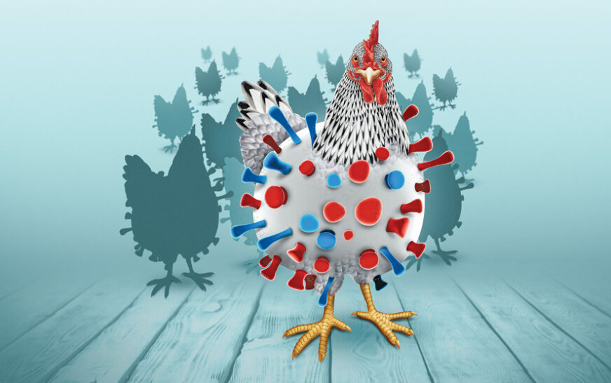 Gripe aviar H5 podría causar una pandemia peor que el Covid-19, advierten