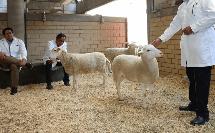 México presenta su primer borrego clonado: el inicio de la zoogenética del futuro