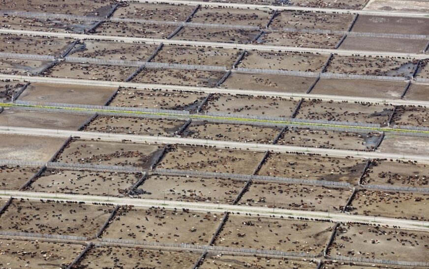 Estudio internacional revela el impacto de la ganadería industrial en las metas climáticas