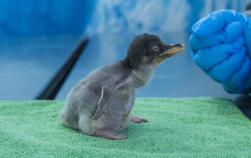 “Del Hielo a la Capital: Cuatro Pingüinos Gentoo Hacen Historia en México