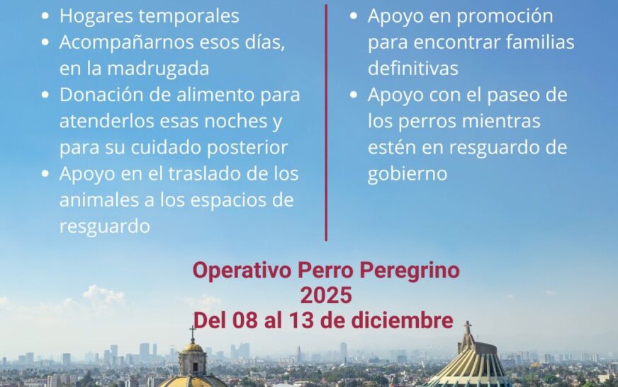 CDMX activa Operativo Perro Peregrino 2025 para atender abandono animal durante festejos guadalupanos