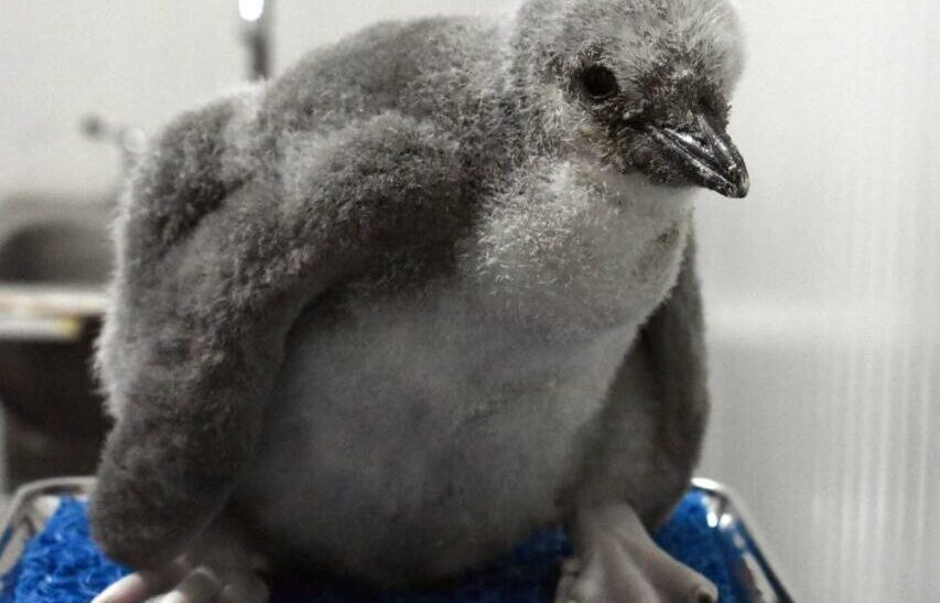 El primer pingüino barbijo de Latinoamérica ya tiene nombre: Leo
